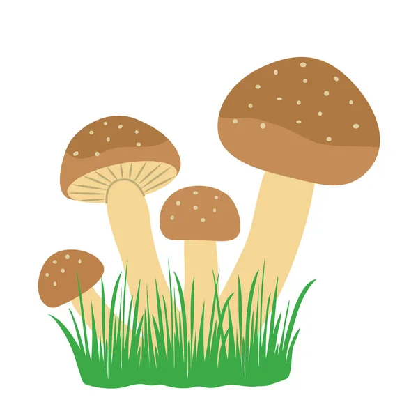 Funghi Nell Erba Illustrazione Vettoriale Colorata — Vettoriale Stock