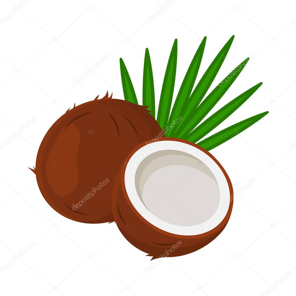 Coconut with leaves, whole and half. Vector illustration