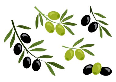 Siyah ve yeşil zeytin seti. Vektör Illustration