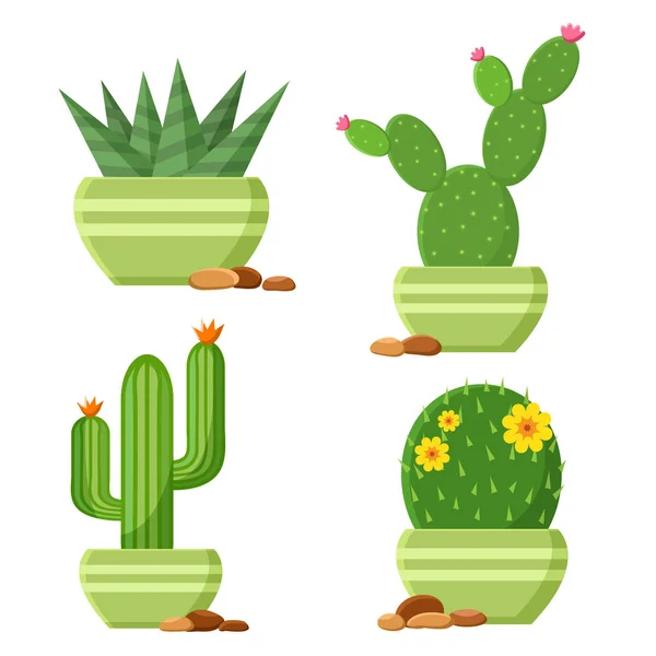 Färgade cactus i blomkrukor med småsten. Blommande kaktus. Cartoon krukväxter. Vektorillustration — Stock vektor