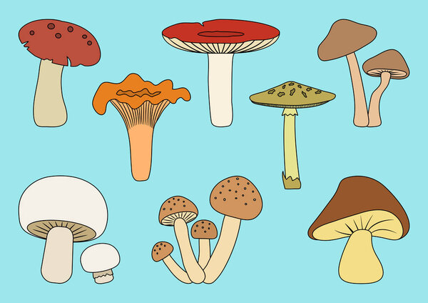 Colorful set of different mushrooms on blue background. Vector illustration