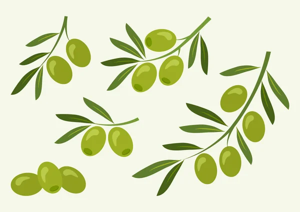 Conjunto de aceitunas verdes, aceitunas de rama. Ilustración vectorial — Vector de stock