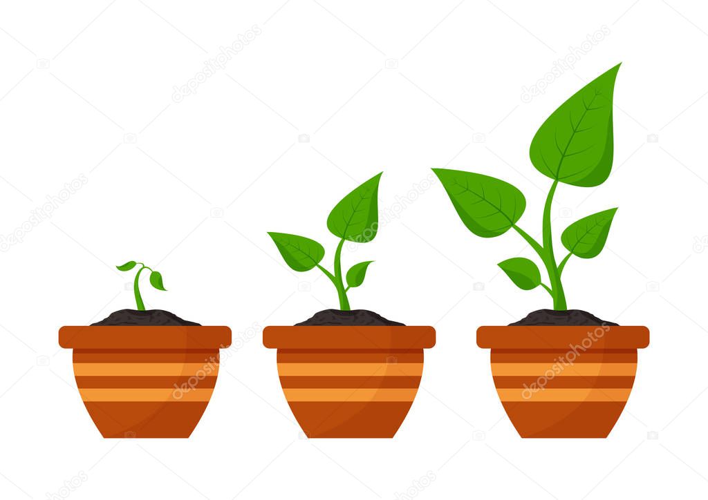 Gardening. Phases plant growing. Planting. Seeds sprout in flower pot. Infographic and evolution concept. Vector