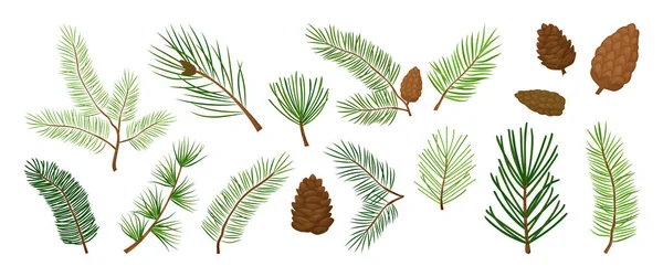 クリスマスツリーの枝 モミや松のコーン 常緑ベクトルセット 休日の装飾 白い背景に隔離された冬のシンボル 自然イラスト — ストックベクタ