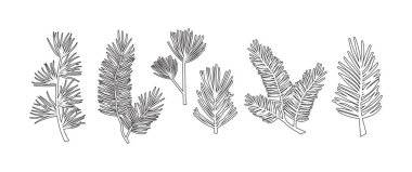 Firavun ve çam hattı ikonu, kış bitkisi. Noel ağacı ve yaprak tasarımı. Spruce iğnesi, bitkisel el çizimi, sedir dalı, bg 'de izole edilmiş Xmas dekorasyonu. Vektör illüstrasyonu