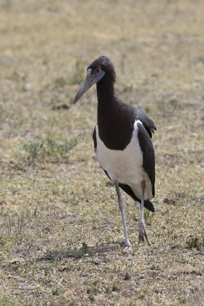 Abdims Stork Che Sorge Nel Mezzo Della Savana Nel Cratere — Foto Stock