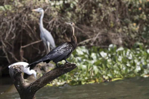 Darter Africano Que Asienta Sobre Tronco Árbol Seco Pie Entre —  Fotos de Stock