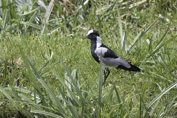 Fabbro Lapwing Che Erge Tra Erba Alta Sulla Riva Piccolo — Foto Stock