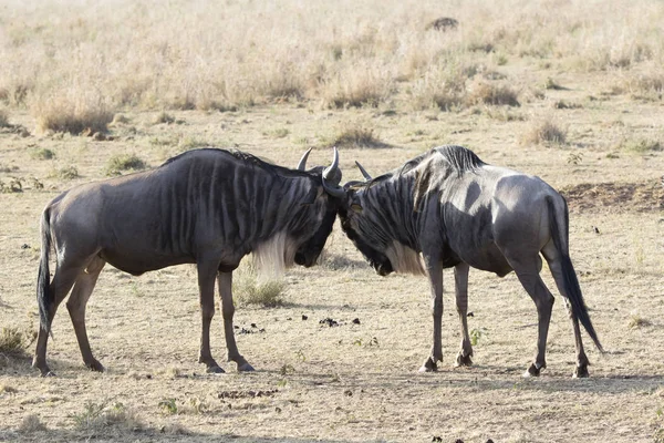 Två Unga Malewhite Bearded Wildebeest Som Slåss Sinsemellan Savannen — Stockfoto