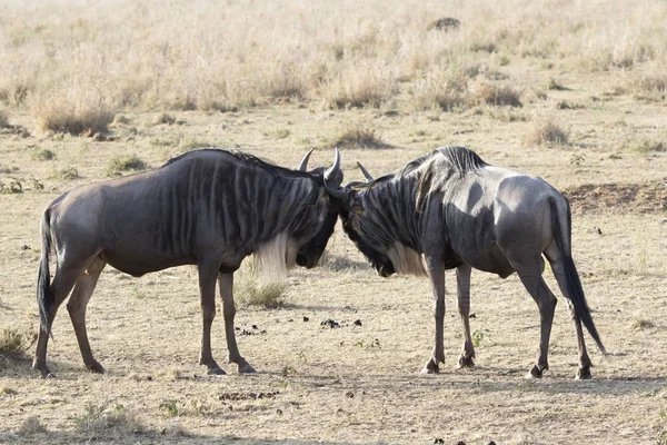 Zwei Junge Männliche Bartgnus Die Der Savanne Miteinander Kämpfen — Stockfoto