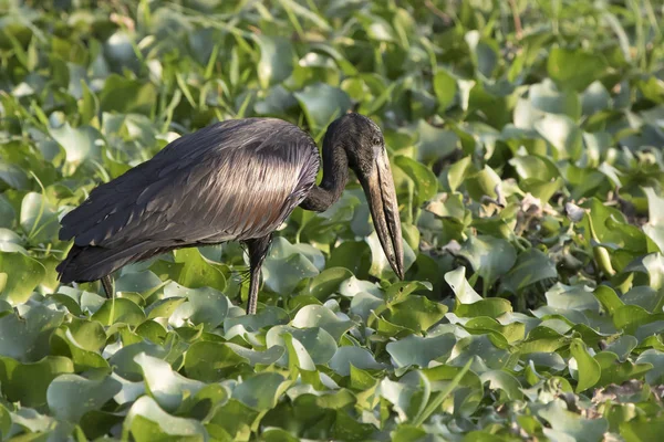 Afrikanischer Offenschnabelstorch Der Sich Von Flachem Wasser Mit Pflanzen Ufer — Stockfoto