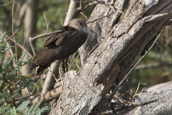 Kuru Bir Ağaç Dalına Shore Lake Victoria Oturan Hamerkop — Stok fotoğraf