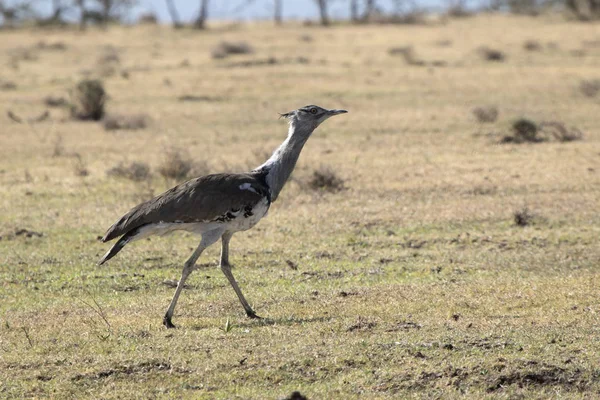 Kori Bustard Che Cammina Attraverso Savana Secca Una Giornata Calda — Foto Stock