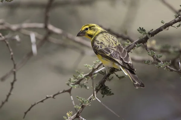 Canari Ventre Blanc Assis Sur Une Branche Dans Couronne Buisson — Photo