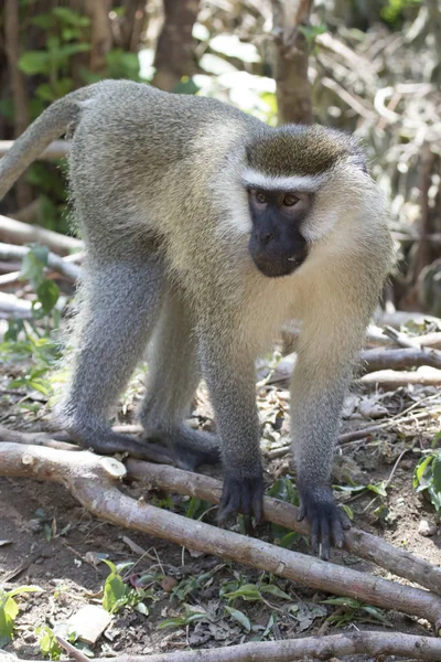 Mâle Vervet Singe Debout Parmi Les Troncs Une Banane Sur — Photo