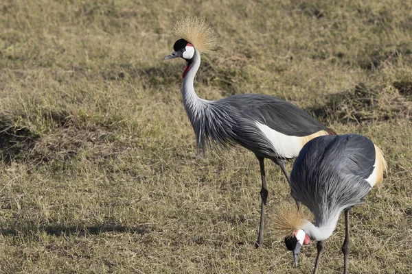 Gru Corona Grigia Che Sorge Nel Mezzo Della Savana Africana — Foto Stock