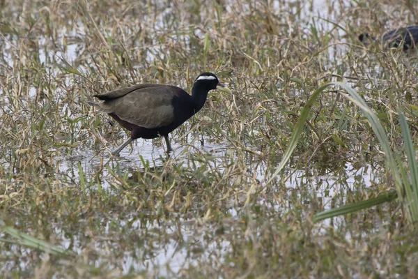 Jacana Alada Bronce Que Entre Hierba Prado Pantanoso Orilla Del —  Fotos de Stock