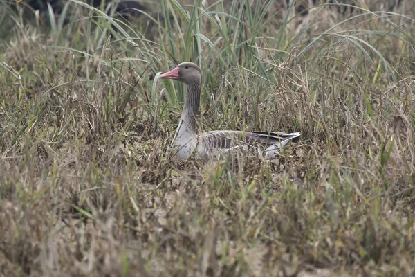 Graylag Goose Sits Grass Shore Pond — Stock Photo, Image