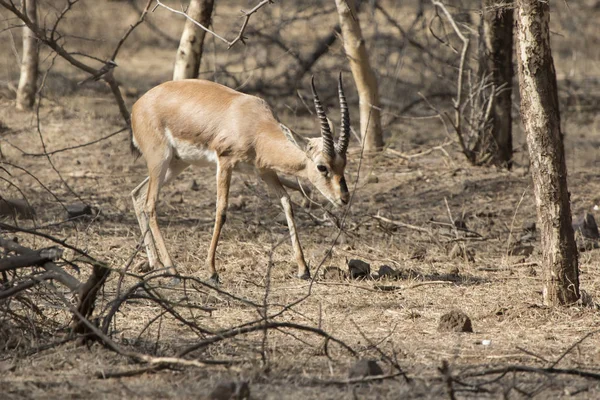 Maschio Gazzella Indiana Chinkara Che Cammina Attraverso Bosco Cespugli Una — Foto Stock