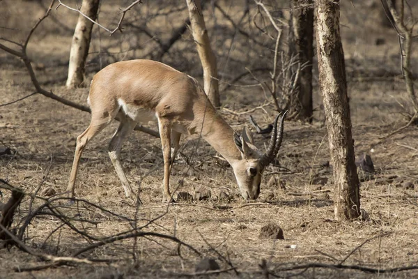 男性のインドのガゼルや冬の日に原生林で放牧されている Chinkara — ストック写真