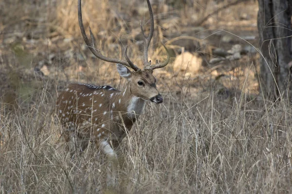 Veado Macho Chital Manchado Que Vai Longo Grama Seca Alta — Fotografia de Stock