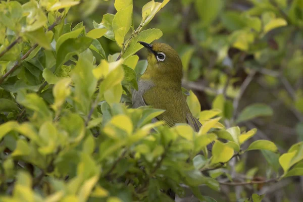 Oriental White Eye Who Sits Edge Bush She Feeds — Stock Photo, Image