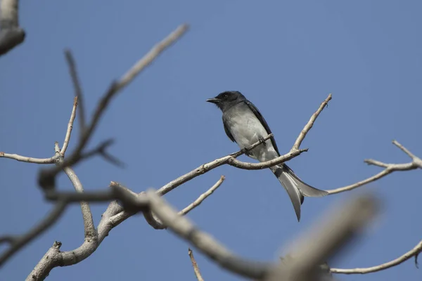White Bellied Drongo Who Sits Dry Branch Crown Tree Sunny — Stock Photo, Image