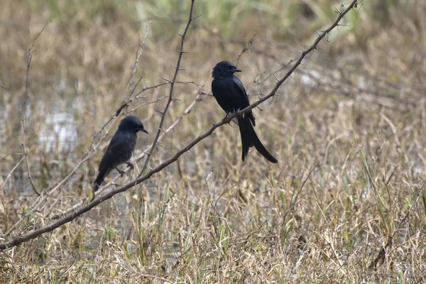 Dos Drongos Negros Que Sientan Una Rama Seca Prado Seco —  Fotos de Stock