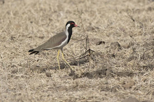 Red Wattled Lapwing Which Stands Dry Meadow Winter Sunny Day — Stock Photo, Image
