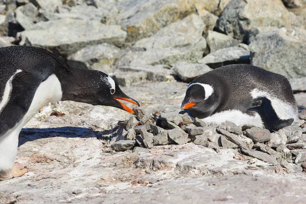 Macho Pinguim Gentoo Que Trouxe Para Ninho Que Fêmea Senta — Fotografia de Stock