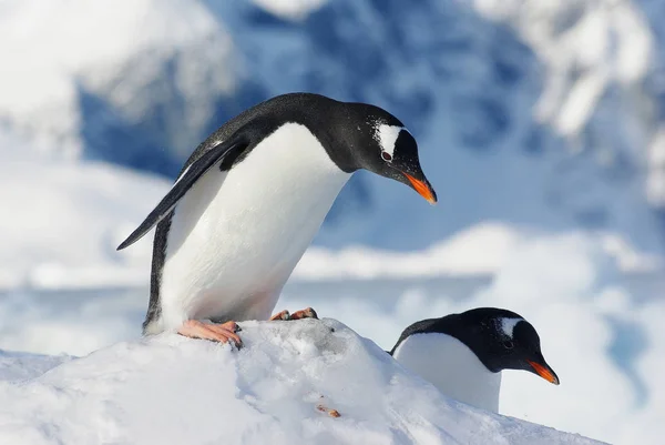 Pinguino Gentoo Che Trova Sul Bordo Lastrone Ghiaccio Prepara Saltare — Foto Stock