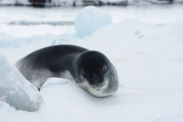 Antarktika Suların Kenarında Kafasını Döşeme Bir Buz Parçası Üzerinde Yatıyor — Stok fotoğraf