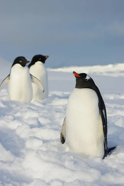 Gentoo Penguin Stående Snön Och Nästa Två Adelie Pingviner Vintern — Stockfoto