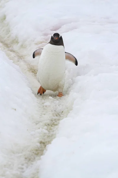 Gentoo Pengueni Karda Penguenler Tarafından Çiğnenmiş Izi Boyunca Gider — Stok fotoğraf