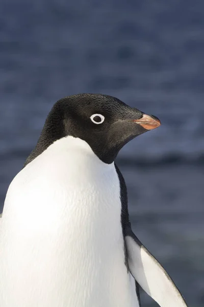 Retrato Pinguim Adelie Uma Encosta Contra Fundo Oceano Largo Costa — Fotografia de Stock