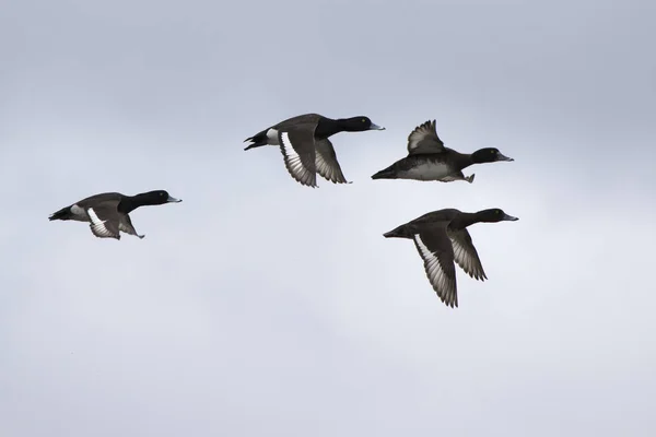 Flock Ducks Fly River Valley Overcast Spring Day — Stock Photo, Image