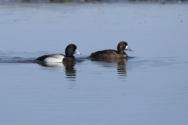 Par Maior Scaup Que Nadam Longo Rio Uma Manhã Primavera — Fotografia de Stock