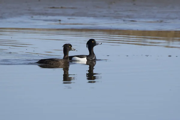 Par Patos Copetudo Que Flotan Río Primavera Una Mañana Soleada — Foto de Stock