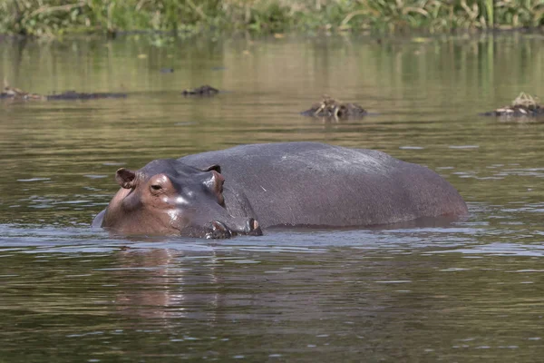 hippopotamus that stands in the water on the shallows of the Nile River in the dry season