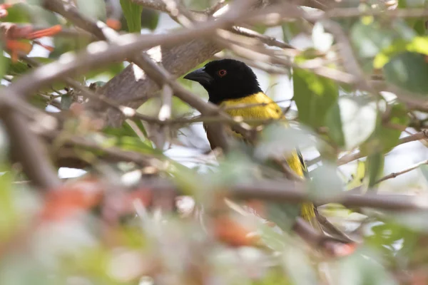 Çalılar Onları Dışarı Peeps Sakladı Altın Sırtlı Weaver — Stok fotoğraf