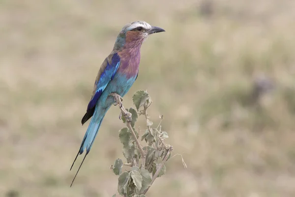 Lilaborst Roller Die Een Tak Van Bush Een Afrikaanse Lijkwade — Stockfoto