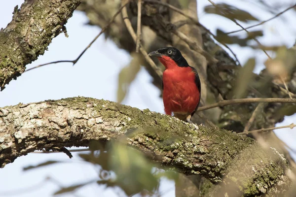 Black Headed Gonolek Sits Thick Branch Tree African Bush — Stock Photo, Image