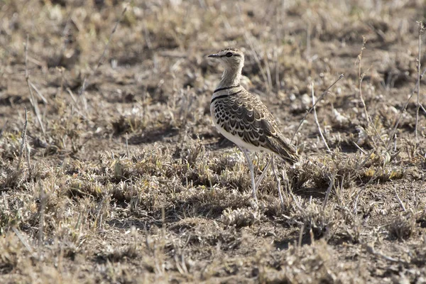 Two Banded Courser Stand Dry Grass Dry Savannah — Stock Photo, Image