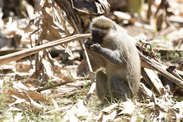 Vervet Monkey Который Сидит Земле Ест Банан — стоковое фото