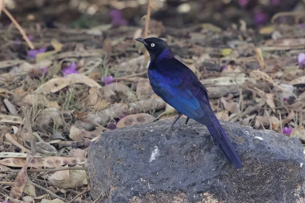 Ruppelles Lange Tailed Starling Die Een Rots Grond Schaduw Van — Stockfoto