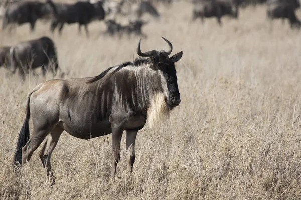Wildebeest Barbudo Blanco Que Encuentra Una Mortaja Seca Fondo Una —  Fotos de Stock