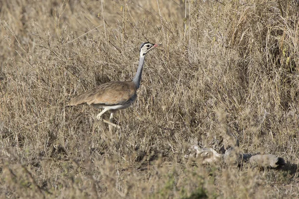 Белозадый Bustard Который Ходит Среди Сухой Высокой Травы Кустарников Африканской — стоковое фото