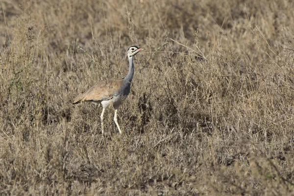 White Billied Bustard Stands Dry High Grass Bushes African Savannah — Stock Photo, Image