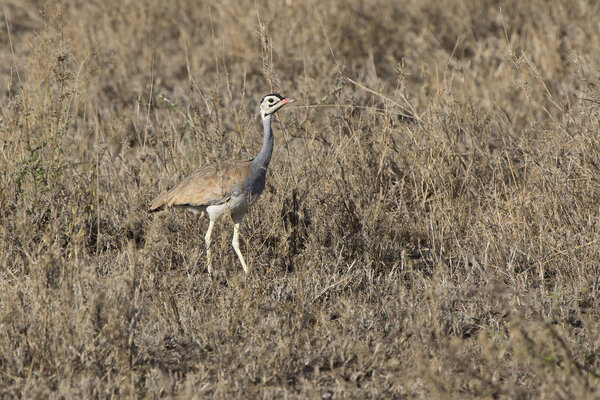 White-billied Bustard that stands among the dry high grass and bushes in the African savannah