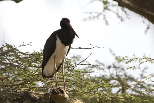 Zwarte Ooievaar Die Een Tak Van Een Grote Boom Ngorongoro Stockfoto